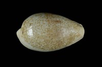 藏品(瓦氏寶螺)的圖片